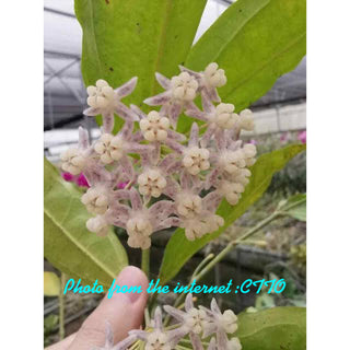 Hoya medinifolia , Very Rare (Plant 1)