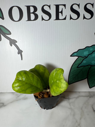 Hoya deykea