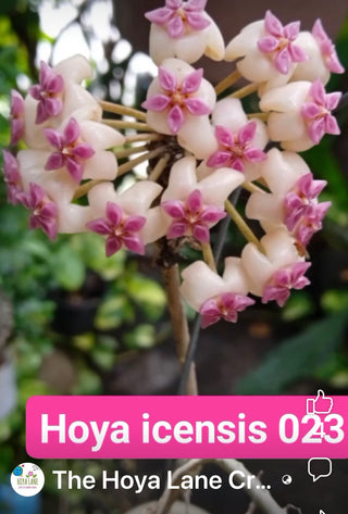 Hoya icensis