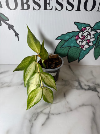 Hoya polyneura (Inner Variegated)