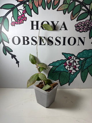 Hoya fitchii- Small Plant