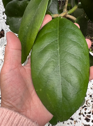 Hoya arnottiana
