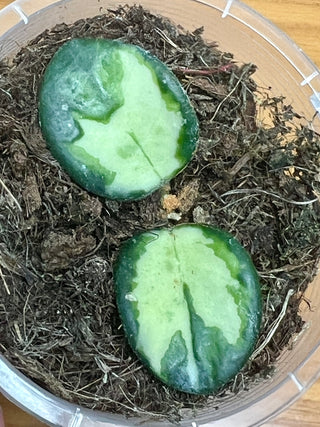 Hoya ‘Mathilde’ Inner variegated - Extremely rare