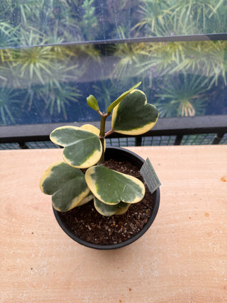 Hoya kerrii (Outer variegated), Plant #1