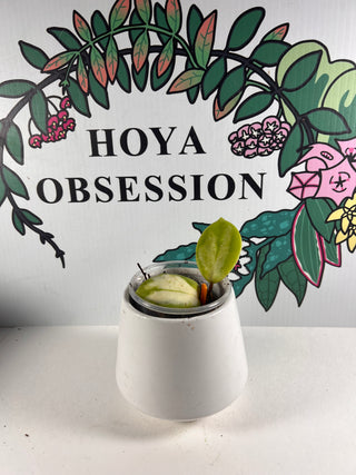 Hoya incrassata ‘Moonshadow’