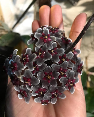 Hoya pubicalyx ‘Royal Hawaiian Purple’ - Black Boy variety