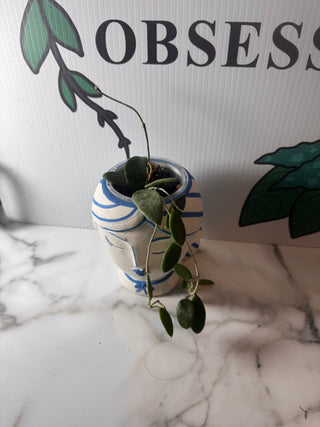 Hoya lyi