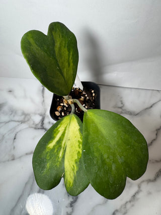 Hoya kerrii (Inner variegated)