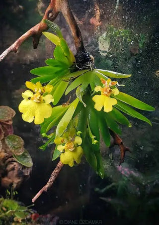 Erycina Pusilla - Very rare