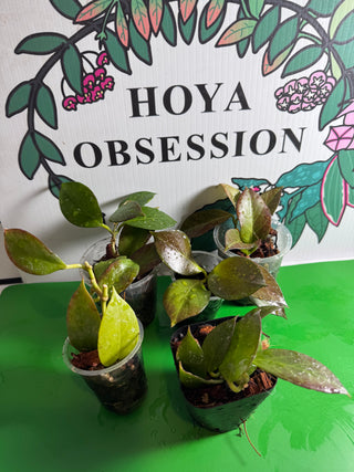 Hoya obscura