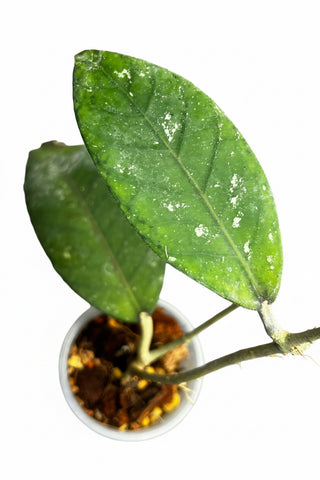 Hoya sp. Aceh, Extremely Rare