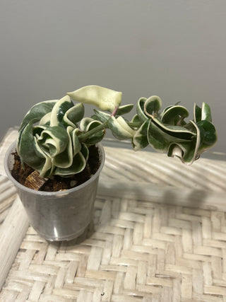 Hoya carnosa ssp. compacta  ‘Regalis’ (Outer  variegated Hindu rope)