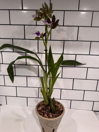 Zygopetalum mackayi