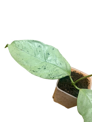 Hoya coriacea (Silver), Extremely Rare