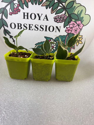 Variegated Hoya polyneura 'Wishbone'
