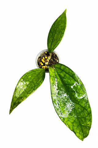Hoya sp. Germany, New release, Extremely Rare
