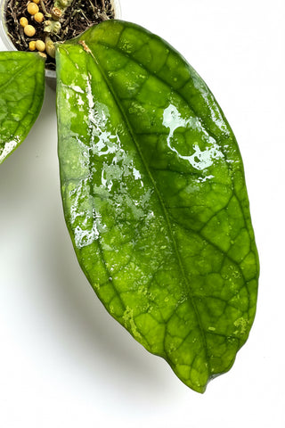 Hoya sp. Germany, New release, Extremely Rare