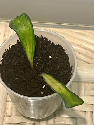 Hoya manipurensis (Variegated)