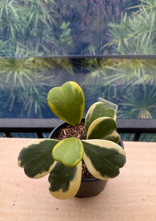 Hoya kerrii (Outer variegated), Plant #1
