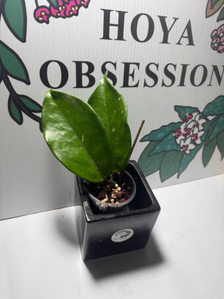 Hoya sp. Ban Ngong Ngoy