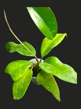 Hoya monetteae - Extremely Rare Hoya