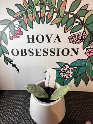 Hoya carnosa ‘Nova Ghost’