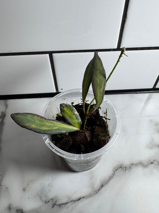 Variegated Hoya Bundle # 2