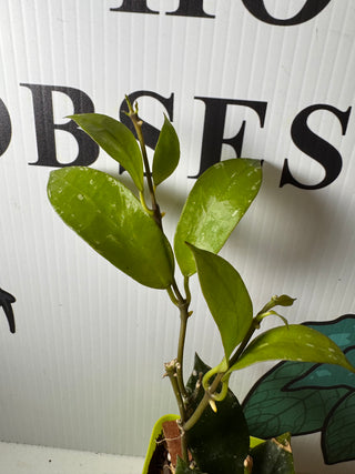 Hoya ‘Elena’ - Hoya lacunosa (aff.-Hybrid)