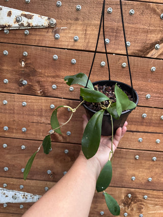 Bundle of Philippine Hoyas