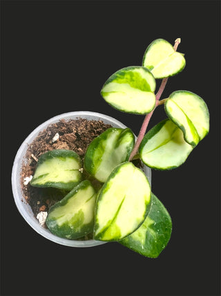 Hoya ‘Mathilde’ Inner variegated -  Rare