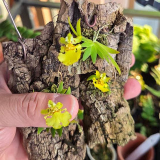 Erycina Pusilla - Very rare
