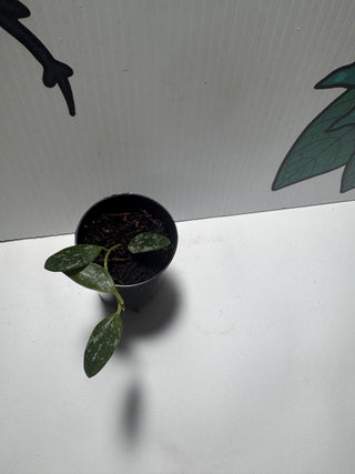 Hoya thomsonii (Splash)
