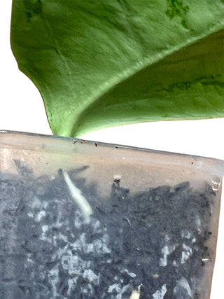 Hoya coriacea (Silver), Extremely Rare