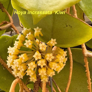 Bundle - Philippine Hoyas - Rare Hoyas