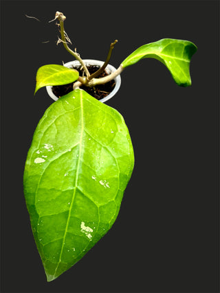 Hoya sp. Sumatra 01, Plant # 1, Extremely Rare