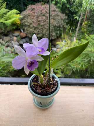 Orchid - Cattleya -  Purple Flower -