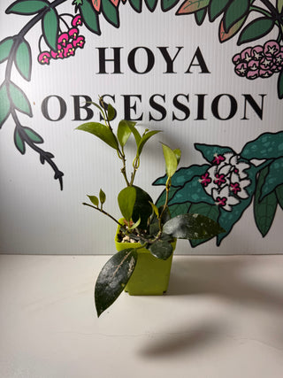 Hoya ‘Elena’ - Hoya lacunosa (aff.-Hybrid)