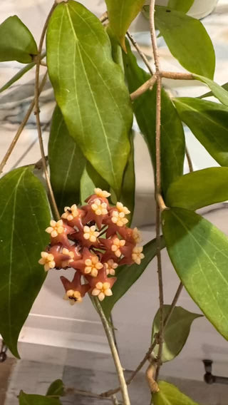 Hoya nicholsoniae (Philippines)