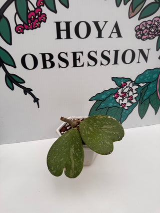 Hoya kerrii (High Splash)