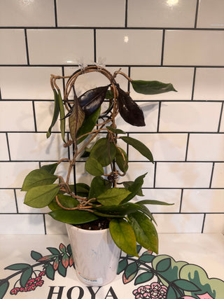 Hoya pubicalyx Bright One (Chimera)