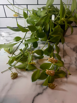 Hoya obscura (Yellow)