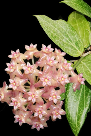 Hoya fitchii- Small Plant