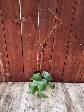 Hoya excavata