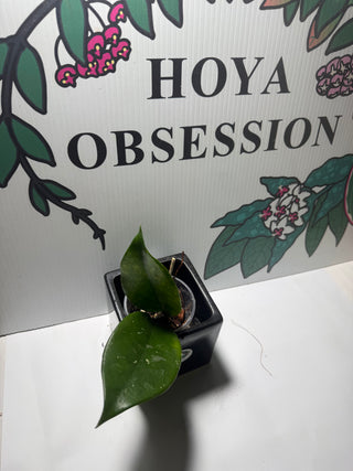 Hoya sp. Ban Ngong Ngoy