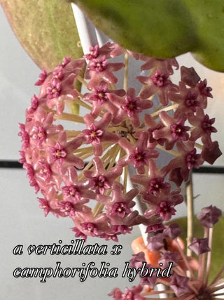 Bundle - Philippine Hoyas - Rare Hoyas