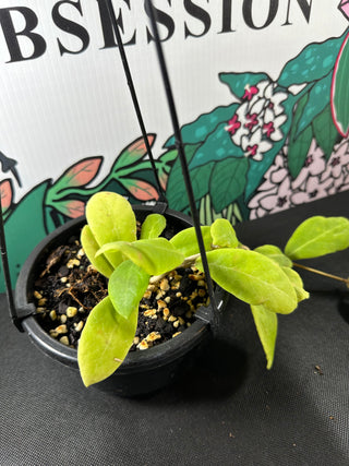 Hoya mindorensis (Full Plant)