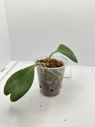 Hoya kerrii- (Inner variegated)