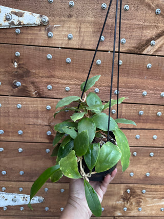 Bundle of Philippine Hoyas