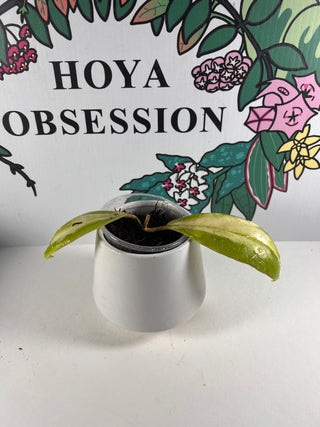 Hoya incrassata ‘Moonshadow’