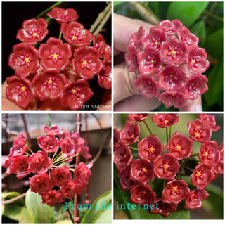 Hoya blashernaezii ssp. siariae (Red)